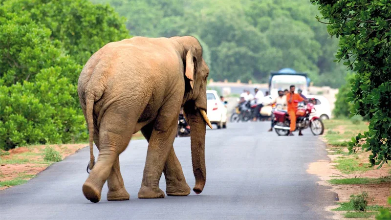 வலிந்து ஏற்படுத்தப்படும் வாழ்விட மோதல்கள்!